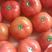 西红柿，大量上市，欢迎各地电商，市场，前来考察下单
