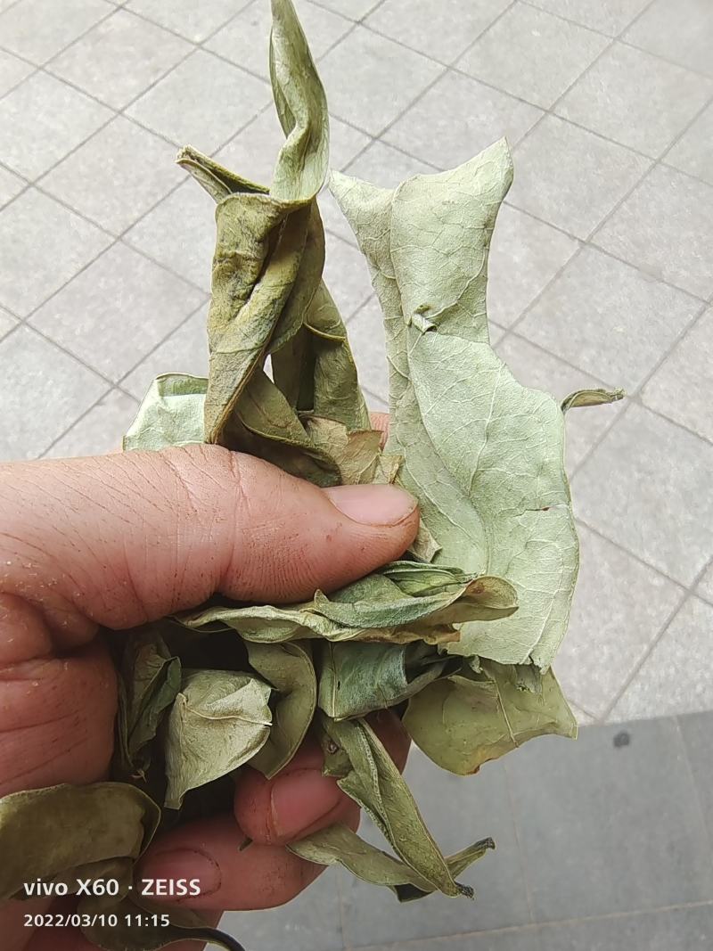 野生的中药材龙利叶，龙利叶，产地一手货源，批发零售