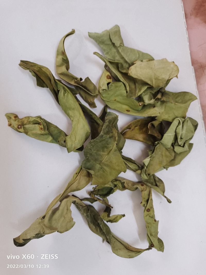 野生的中药材龙利叶，龙利叶，产地一手货源，批发零售