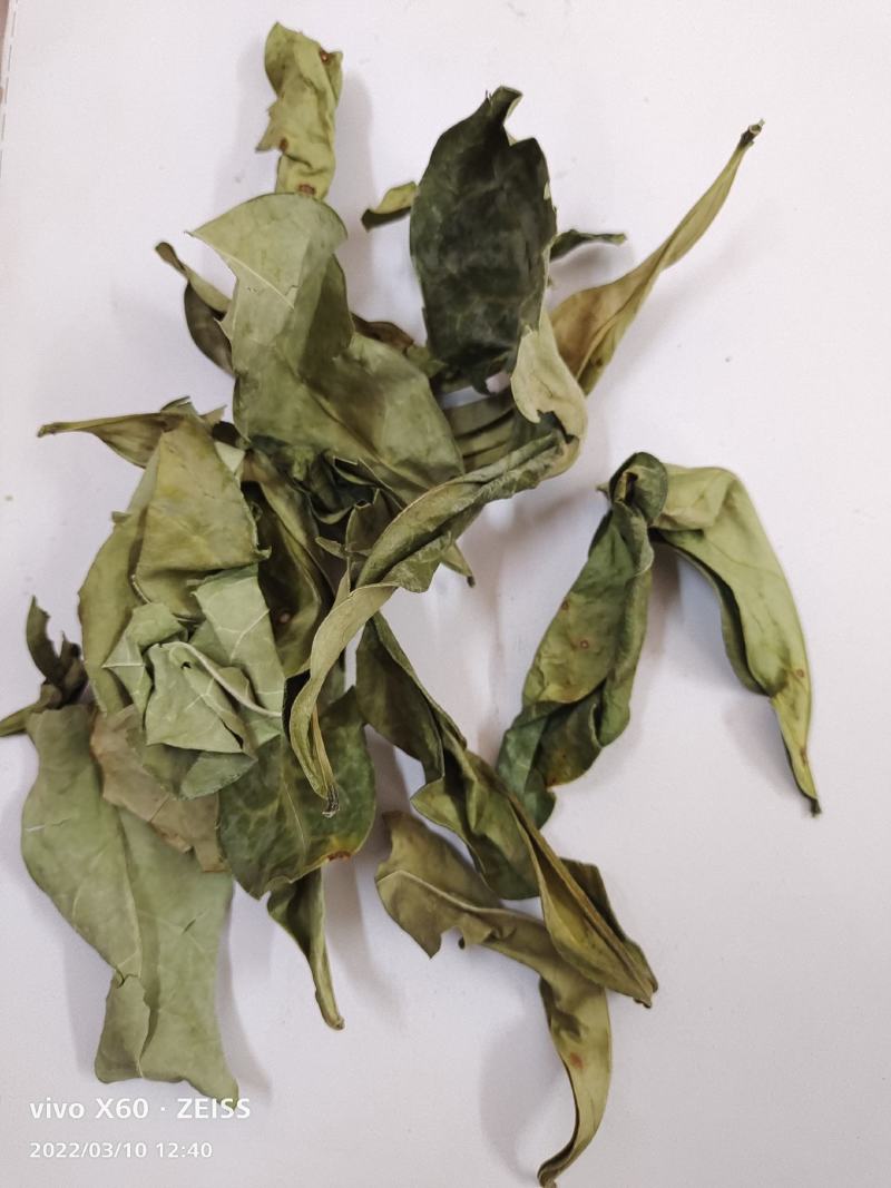 野生的中药材龙利叶，龙利叶，产地一手货源，批发零售
