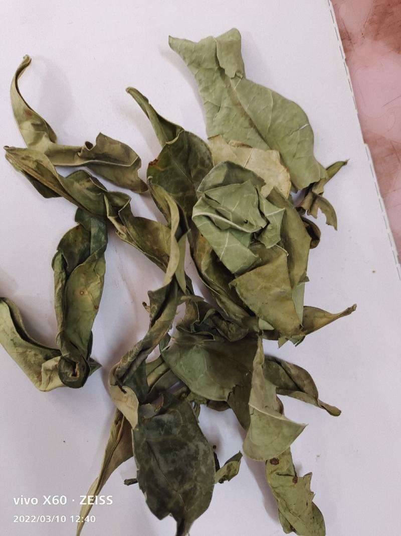 野生的中药材龙利叶，龙利叶，产地一手货源，批发零售