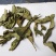 野生的中药材龙利叶，龙利叶，产地一手货源，批发零售