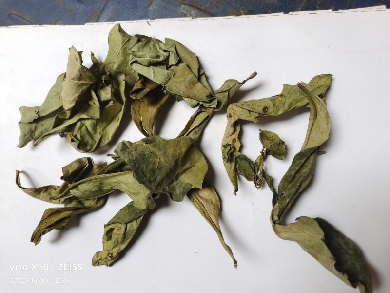 野生的中药材龙利叶，龙利叶，产地一手货源，批发零售