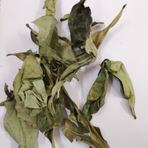 野生的中药材龙利叶，龙利叶，产地一手货源，批发零售