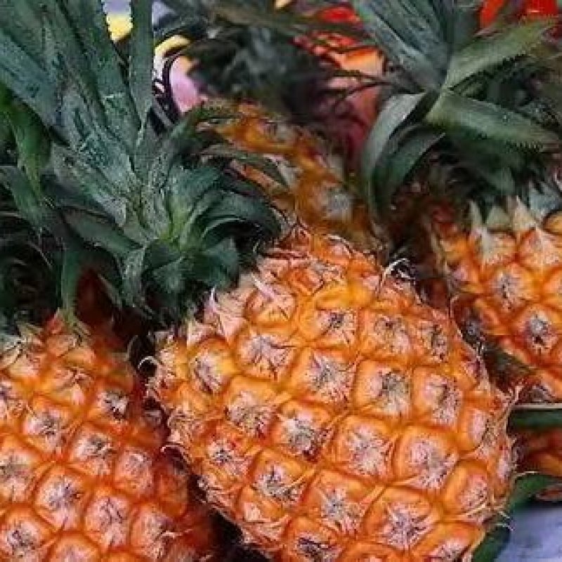 海南菠萝大量供货中1.5斤起步