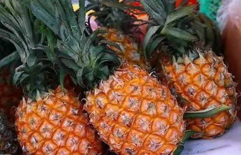 海南菠萝大量供货中1.5斤起步