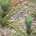 海南菠萝大量供货中1.5斤起步