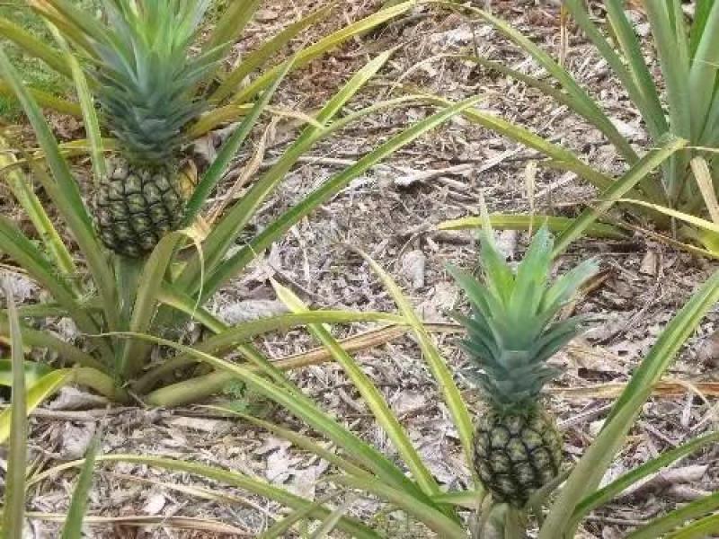 海南菠萝大量供货中1.5斤起步