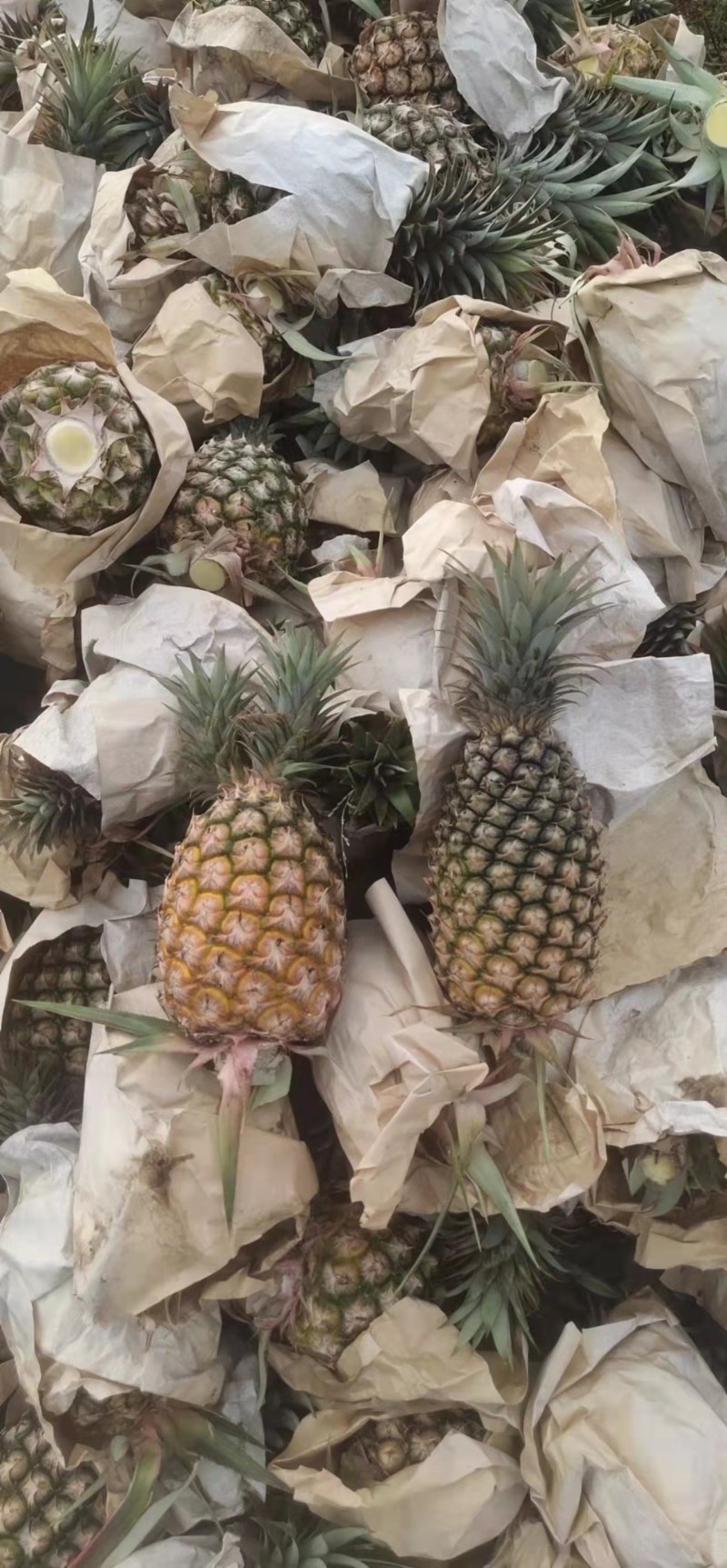 海南菠萝大量供货中1.5斤起步