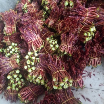 红油六号香椿芽