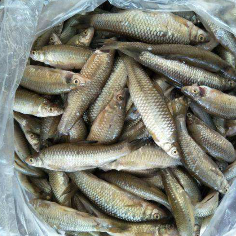 【推荐】信阳麦穗鱼速冻各规格都有，产地直发品质保证