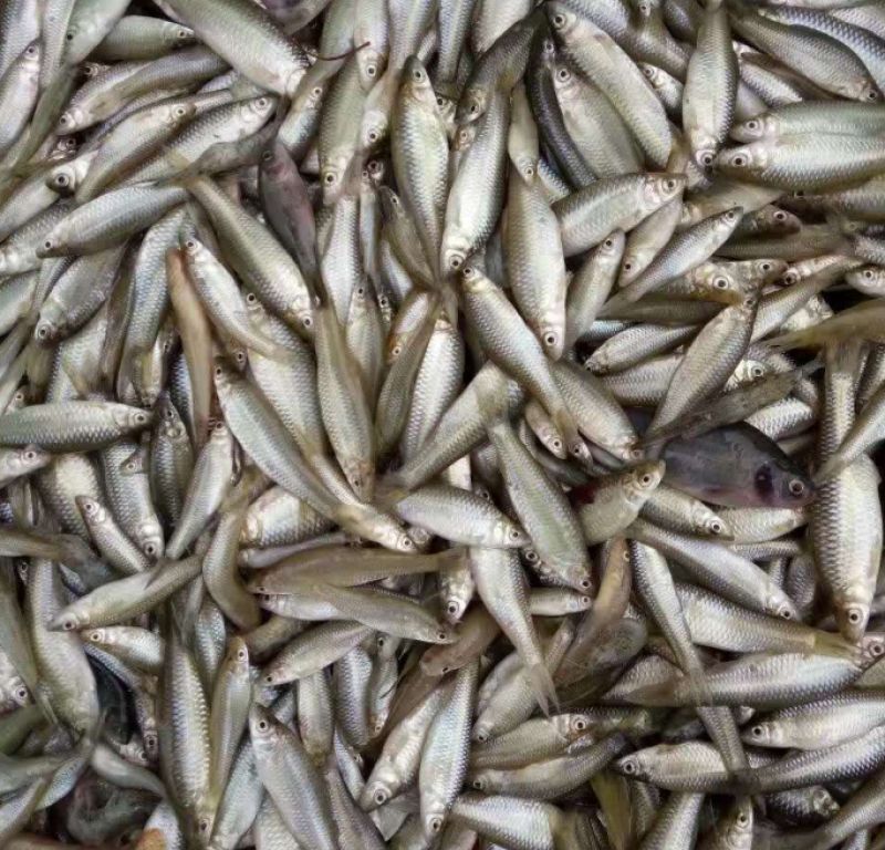 【推荐】信阳麦穗鱼速冻各规格都有，产地直发品质保证