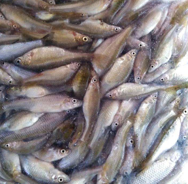 【推荐】信阳麦穗鱼速冻各规格都有，产地直发品质保证