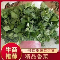 精品本地香菜一手货源，大量提供价格美丽，一年四季有货，