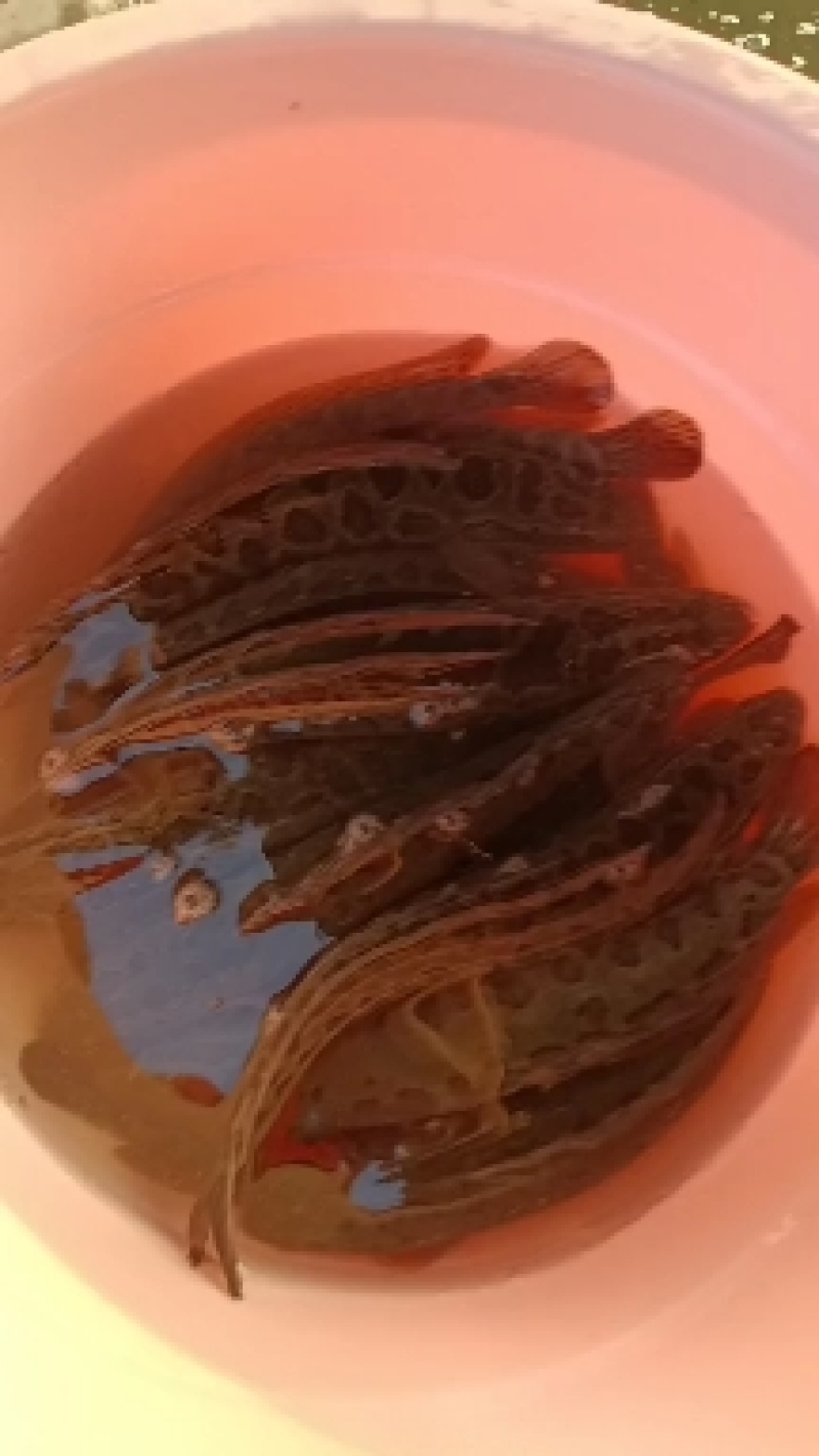 黑鱼苗大小规格现货诚信合作一手货源基地直发视频看货欢迎联系