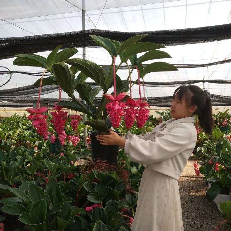 灯笼花批发]荷兰进口宝莲灯，大中小苗，基地现货批发，多年生木