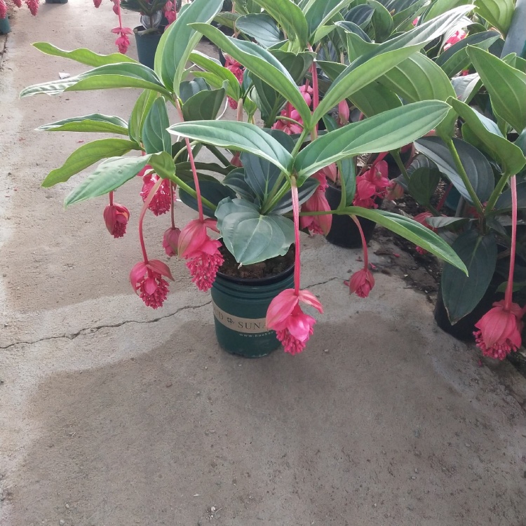 灯笼花批发]荷兰进口宝莲灯，大中小苗，基地现货批发，多年生木