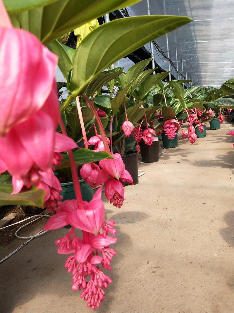 荷兰进口宝莲灯，大中小苗，基地现货批发，多年生木本花卉。