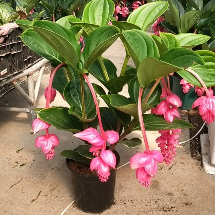 花卉59 进口重瓣单瓣五星花繁星花盆栽耐热耐晒室外庭院