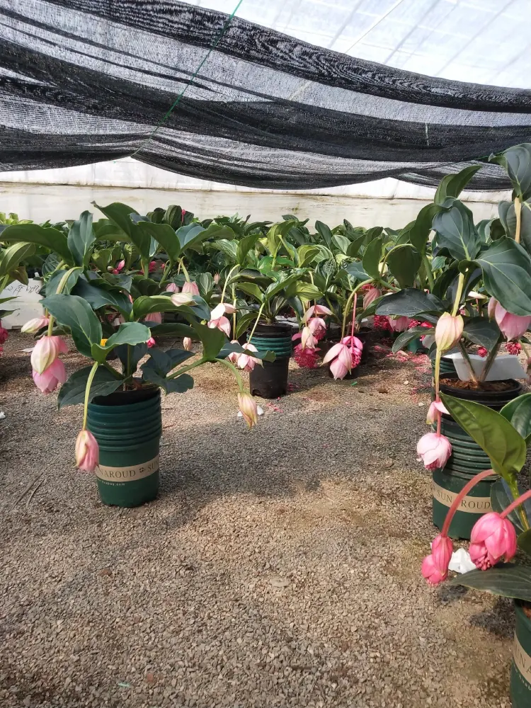 花卉59 笑顔をつなぐ胡蝶蘭専門店 ーHAKUCHOUENー
