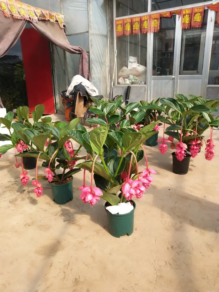灯笼花批发]荷兰进口宝莲灯，大中小苗，基地现货批发，多年生木