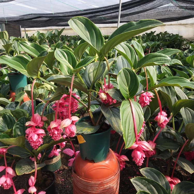灯笼花批发]荷兰进口宝莲灯，大中小苗，基地现货批发，多年生木