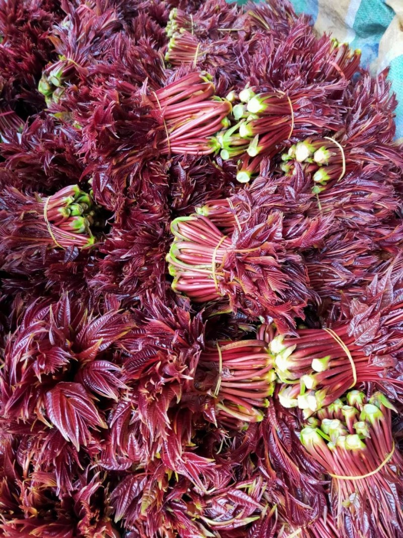 贵州安顺露天香椿红香椿头茬香椿头春菜春天
