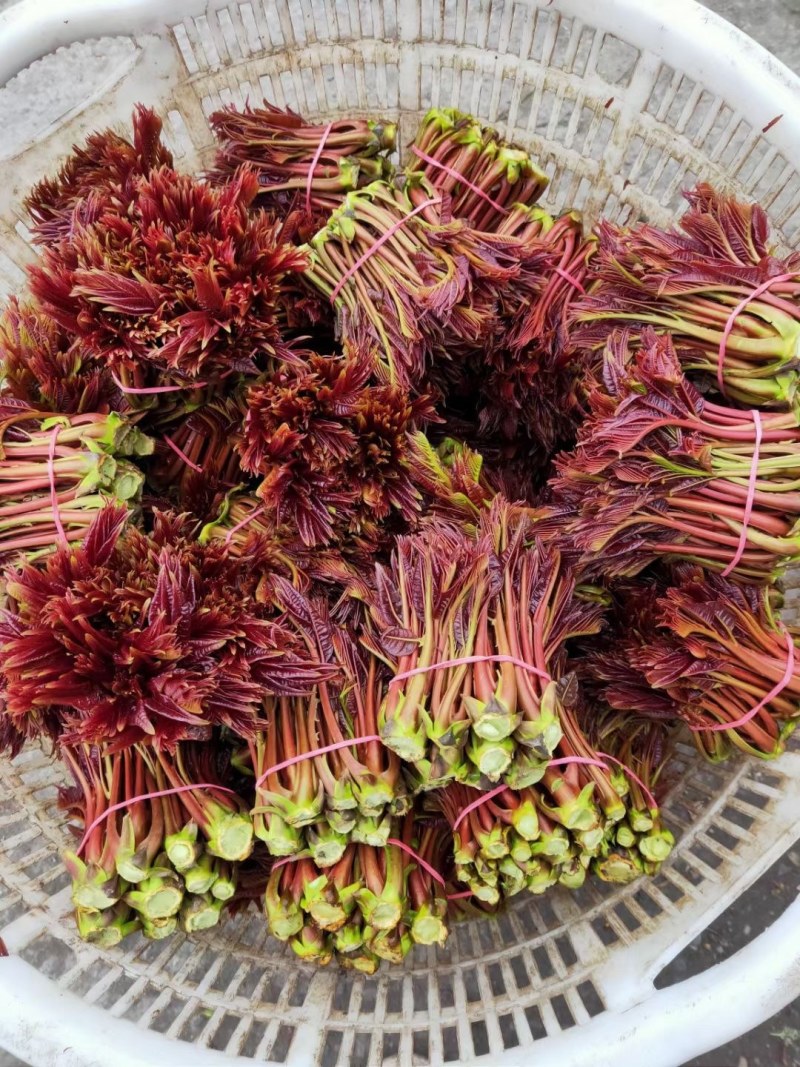 贵州安顺露天香椿红香椿头茬香椿头春菜春天