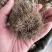 卷柏野生整株圆个产新货回魂草、死而复生草