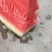美都，金花，麒麟，京欣，龙卷风等品种齐全视频看货发往全国