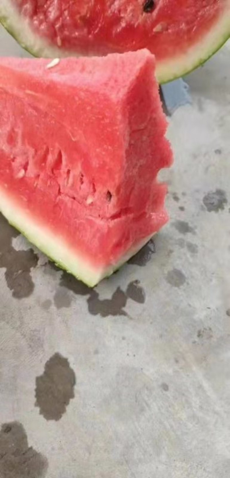 美都，金花，麒麟，京欣，龙卷风等品种齐全视频看货发往全国