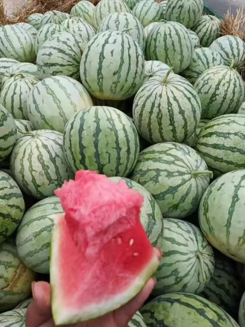 美都，金花，麒麟，京欣，龙卷风等品种齐全视频看货发往全国