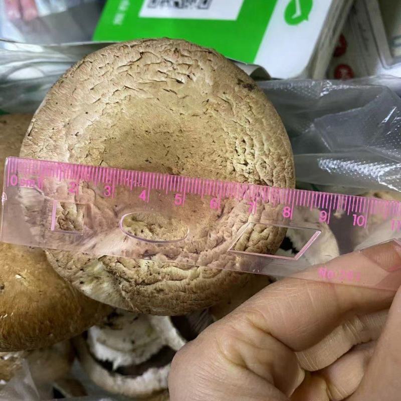 奥吉特牛排菇