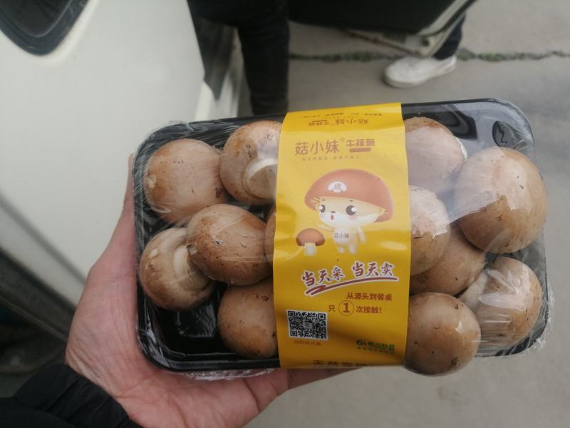 奥吉特牛排菇