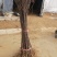 优质红富士苹果树苗