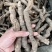 雪里开全根毛莨科植物单叶铁线莲的根