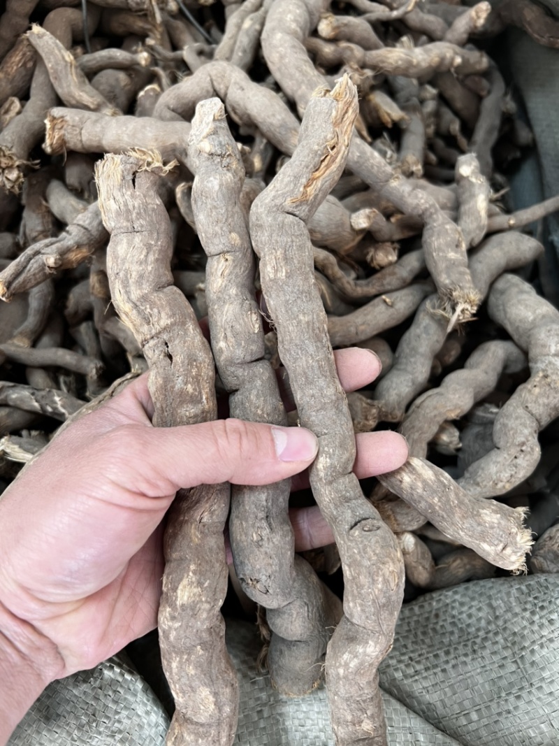 雪里开全根毛莨科植物单叶铁线莲的根