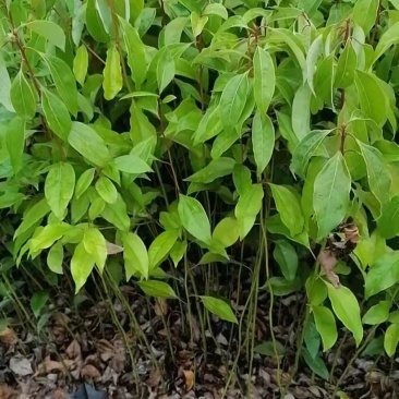 樟树苗
