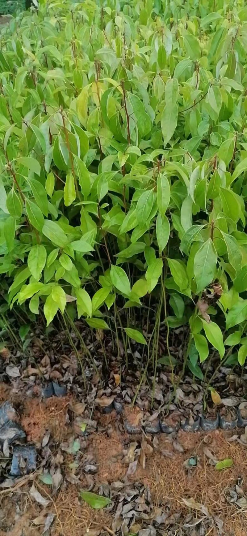 樟树苗