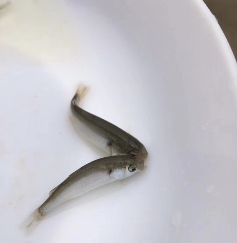 乌头鱼苗乌鱼新鱼优质鱼苗冷水海淡水好养殖
