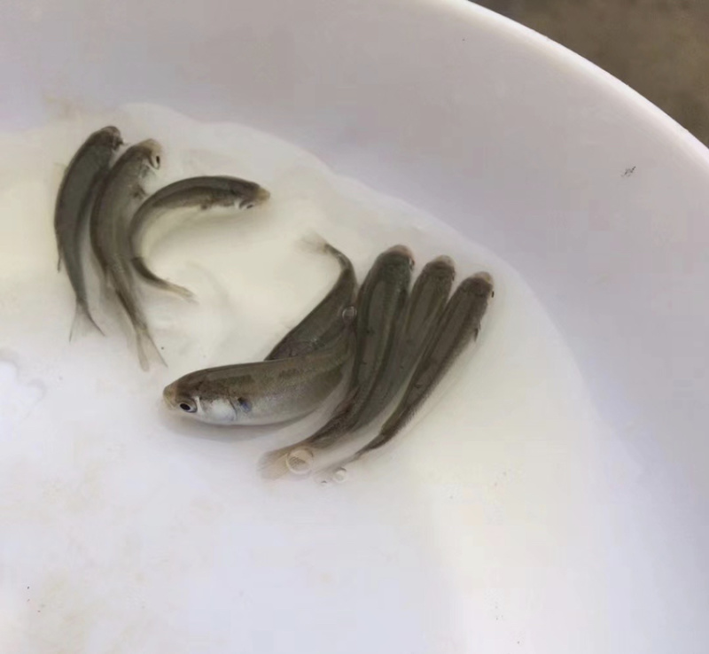 乌头鱼苗乌鱼新鱼优质鱼苗冷水海淡水好养殖