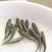 乌头鱼苗乌鱼新鱼优质鱼苗冷水海淡水好养殖
