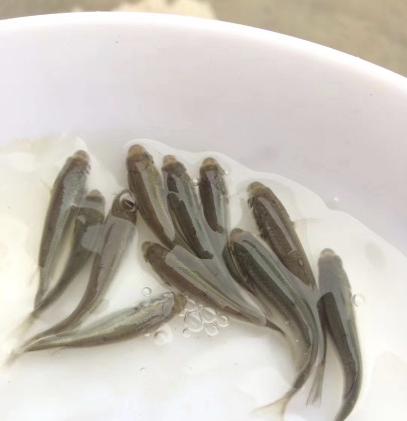 乌头鱼苗乌鱼新鱼优质鱼苗冷水海淡水好养殖