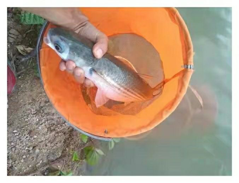 乌头鱼苗乌鱼新鱼优质鱼苗冷水海淡水好养殖