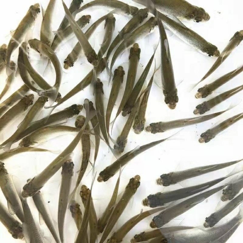 乌头鱼苗乌鱼新鱼优质鱼苗冷水海淡水好养殖