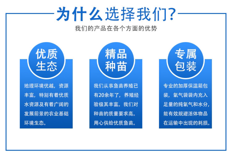 乌头鱼苗乌鱼新鱼优质鱼苗冷水海淡水好养殖