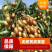 鸡心黄皮果苗黑黄皮贵妃黄皮苗货量充足量大从优诚信经营