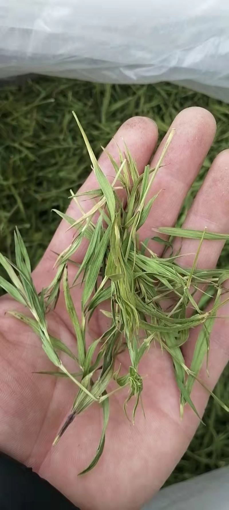 石竹茶新货石竹茶翠绿青竹叶茶竹心茶