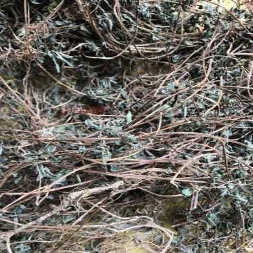 广西野生中草药材雾水葛糯米藤拔脓膏草