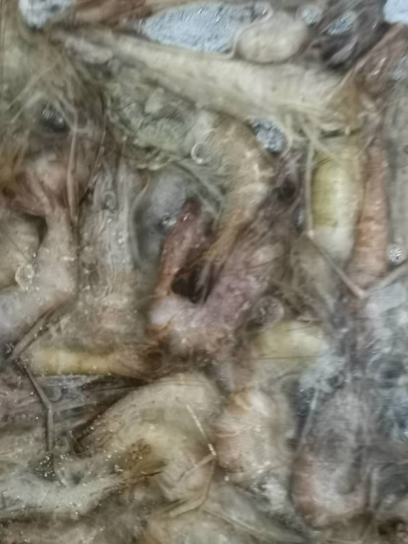 速冻淡水河1公斤装质量保证欢迎你的合作产地直销